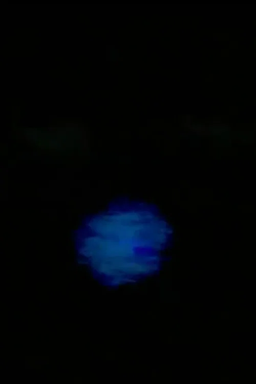 FUCK MERZBOW
