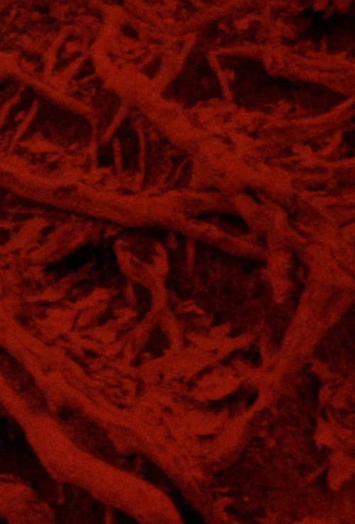 Language of the Entrails
