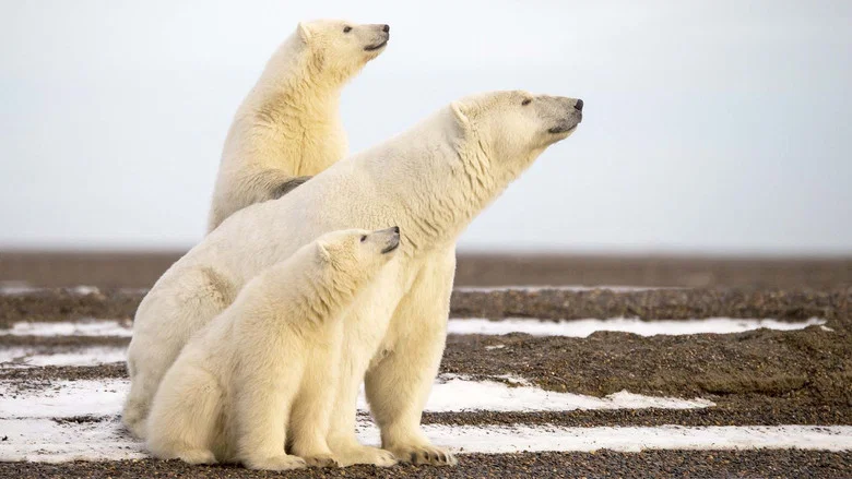 L'Année de l'ours screenshot 1