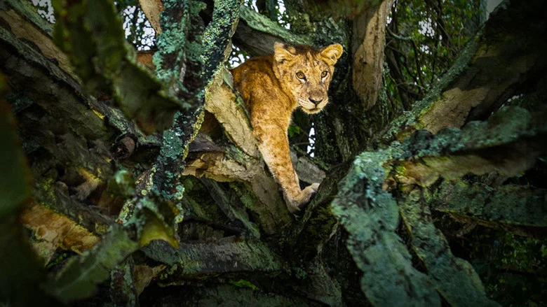 Tree Climbing Lions screenshot 3