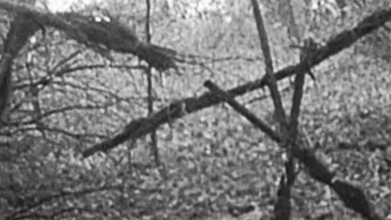 The Blair Witch Project screenshot 2