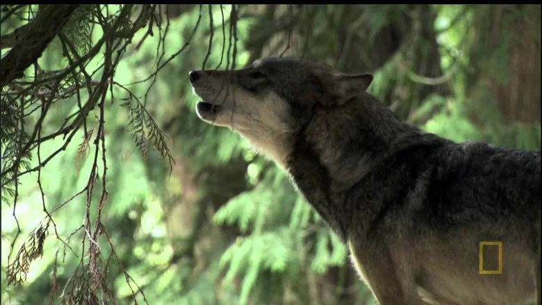 A Man Among Wolves screenshot 1