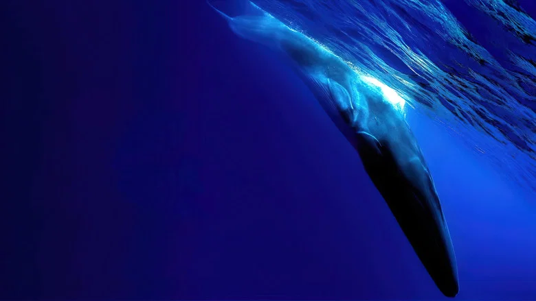 The Loneliest Whale: The Search for 52 screenshot 2