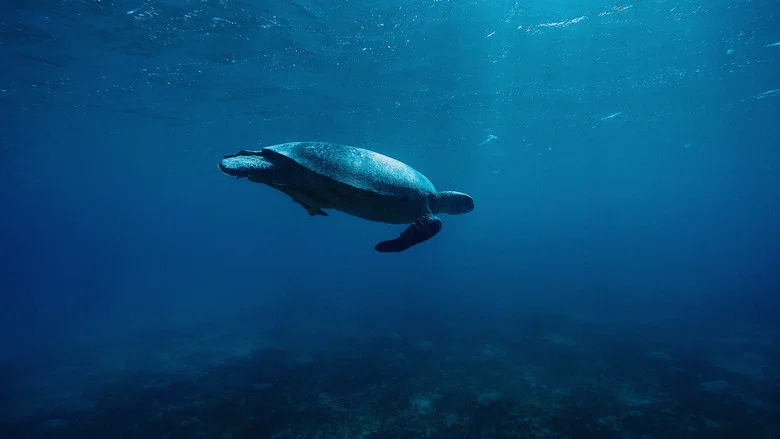 Oceans screenshot 7