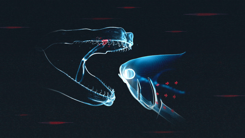 Shark vs. Tuna screenshot 1