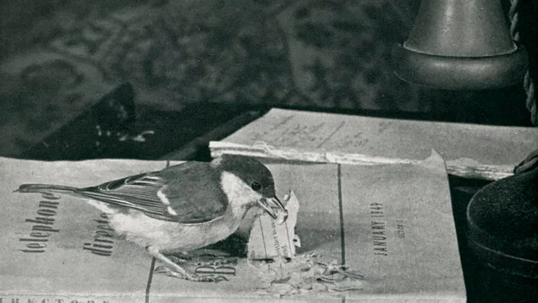 Language of Birds screenshot 5