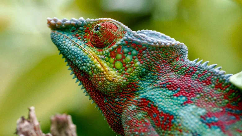 Madagascar or the Great Carnival of the Chameleons screenshot 1