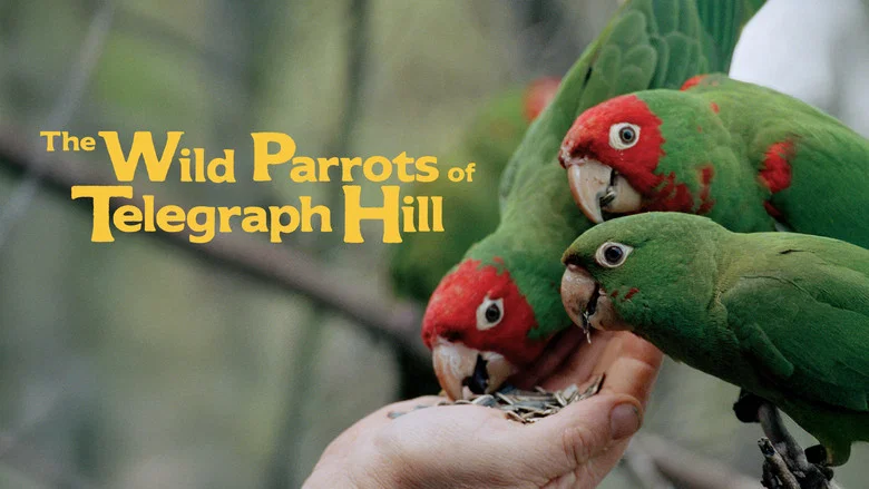The Wild Parrots of Telegraph Hill screenshot 4