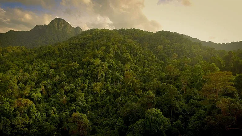 The Forgotten Forests of Malaysia screenshot 1