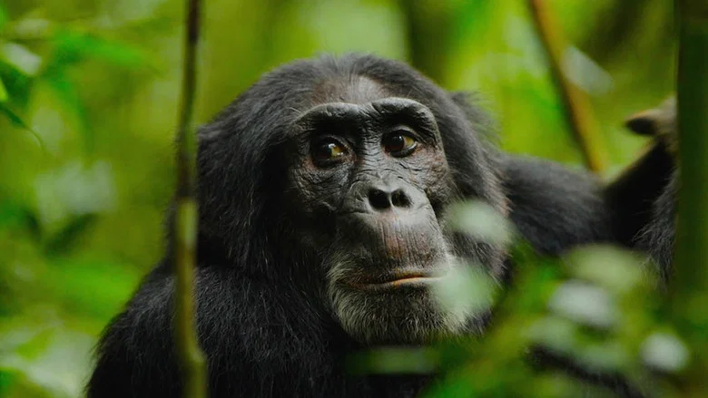Rise of the Warrior Apes screenshot 2