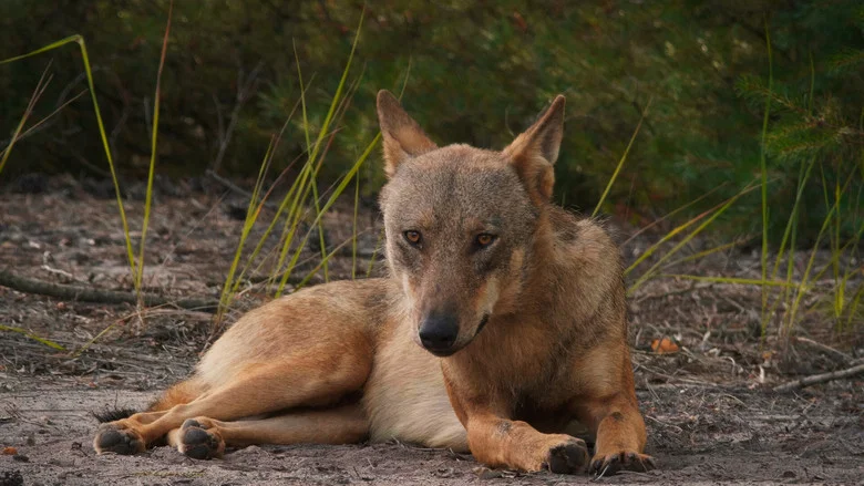 In Wolf Country screenshot 5
