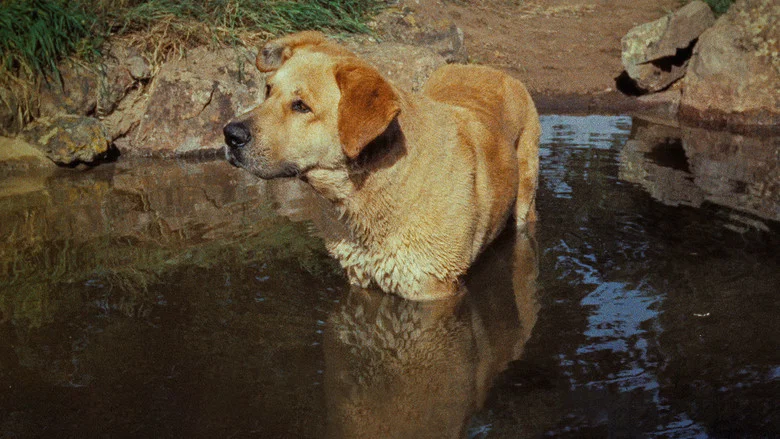 Old Yeller screenshot 7