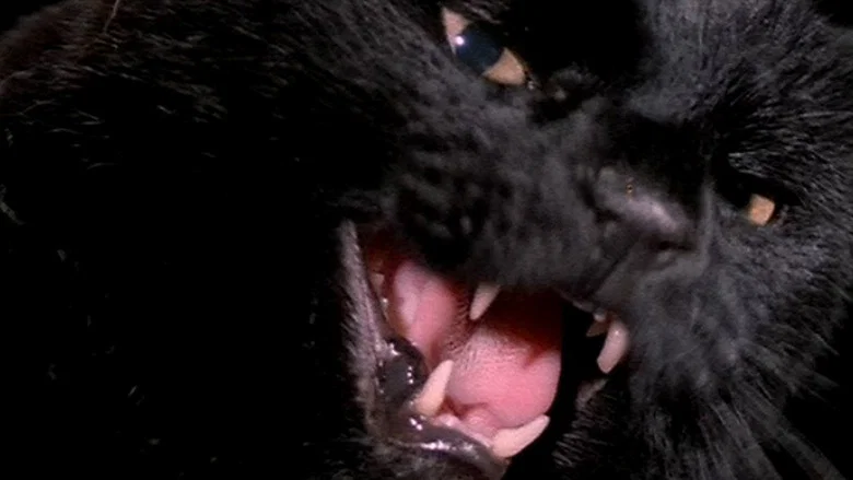 The Black Cat screenshot 6
