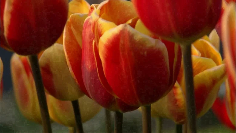 The Botany of Desire screenshot 3