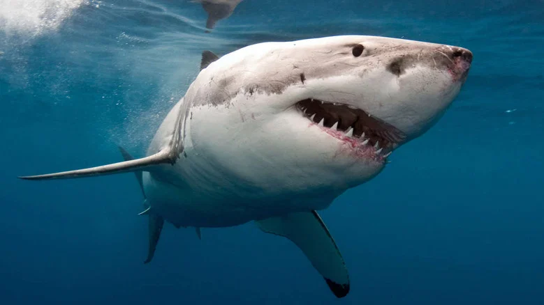 The Search for the Ocean's Super Predator screenshot 1