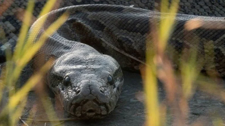 Squeeze: African Python screenshot 1
