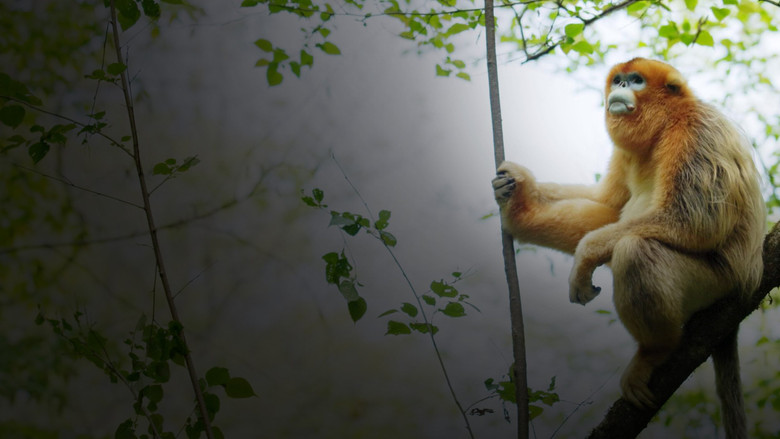 Souvenirs d'un singe doré screenshot 1