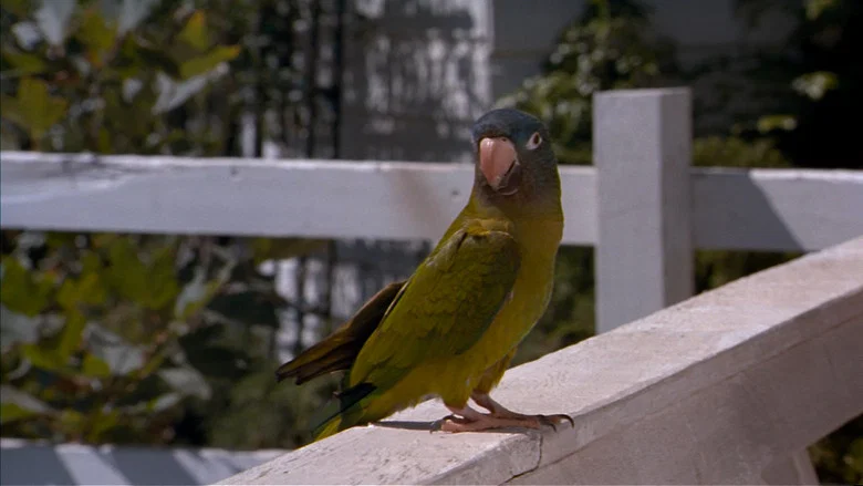 Paulie screenshot 6