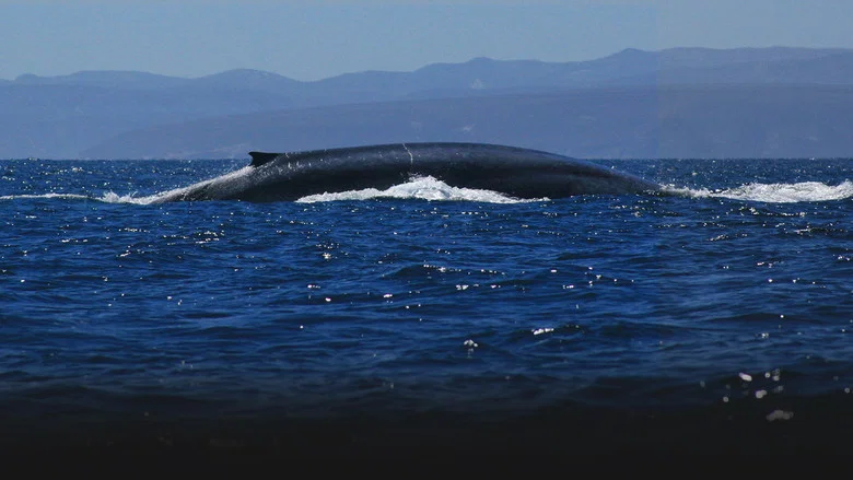 Kingdom of the Blue Whale screenshot 5