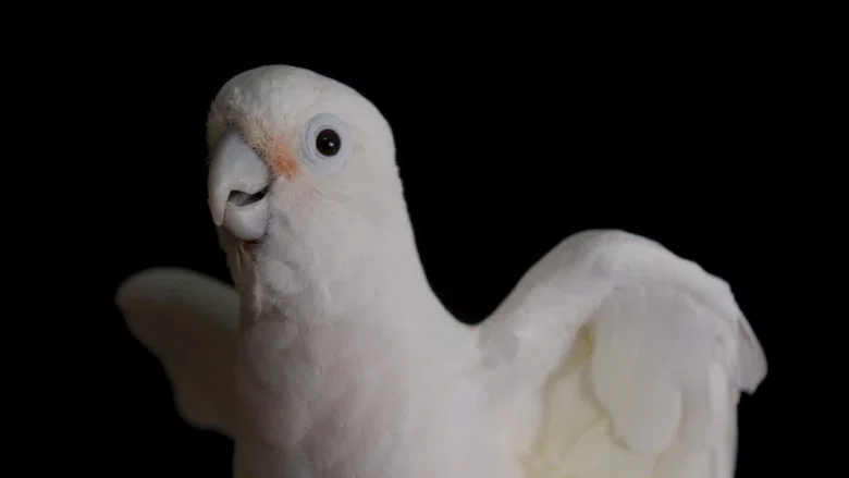 Parrot Kindergarten screenshot 2
