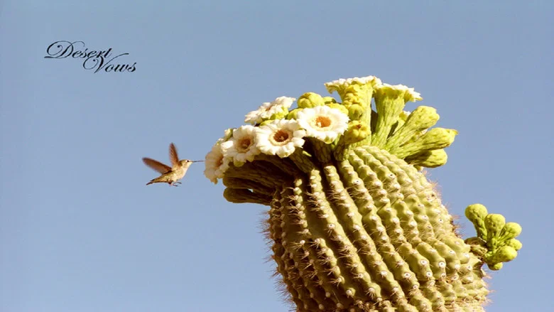 Desert Vows screenshot 1