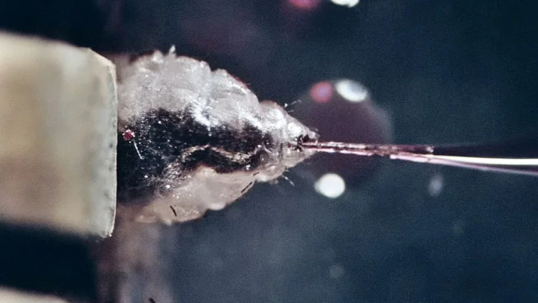 The Third Part of the Night screenshot 6