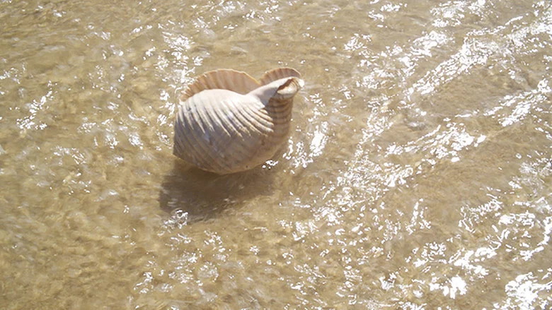 Time and the Seashell screenshot 2