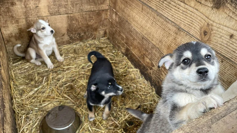 Dogs and War: What I saw in Ukraine screenshot 1