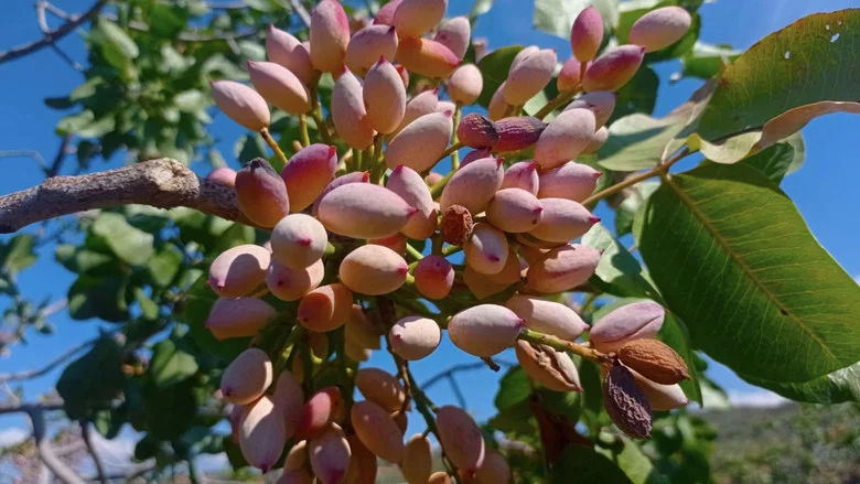 Raccolta del pistacchio di Bronte D.O.P. screenshot 1