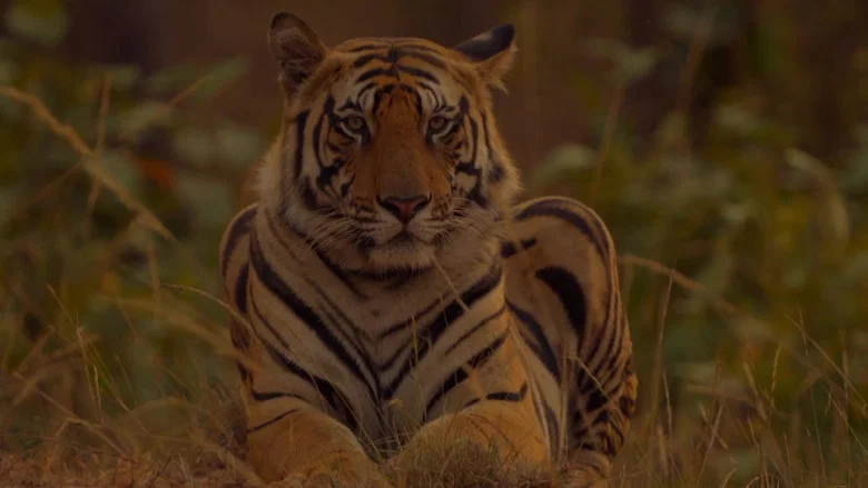 Sundarbans, le dernier royaume du tigre screenshot 1