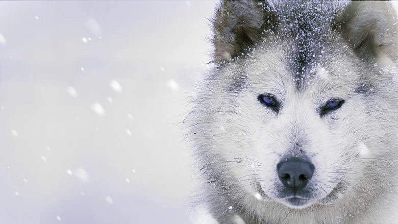 Ice Dogs: The Only Companions Worth Having screenshot 1