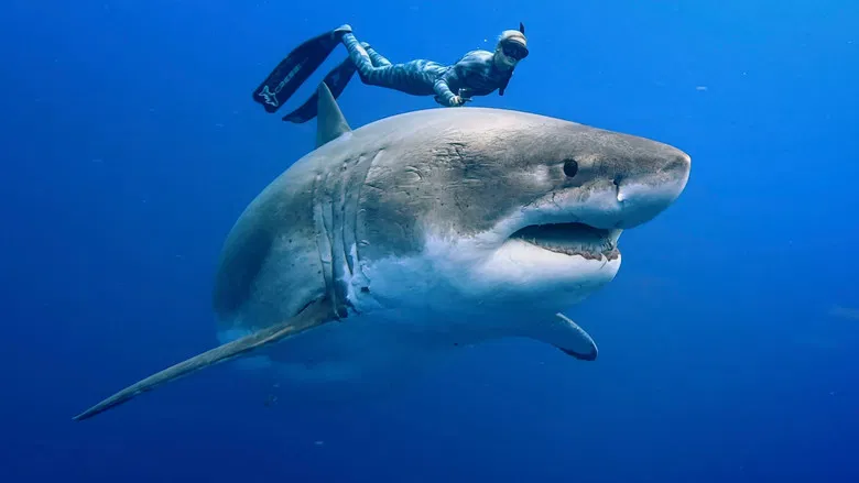 Envoy: Shark Cull screenshot 1