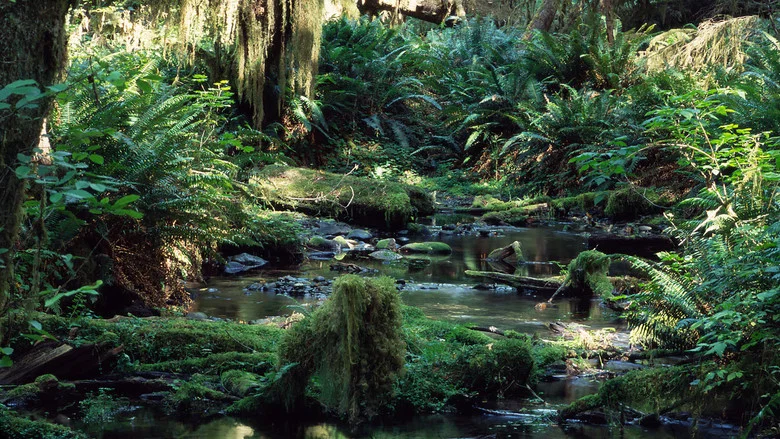 Tropical Rainforest screenshot 1