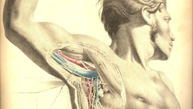 Anatomy 2 screenshot 3
