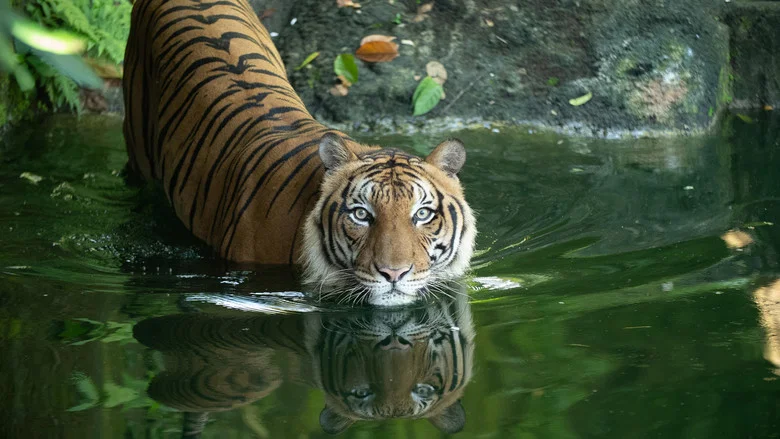 Malaysia's Last Tigers screenshot 1