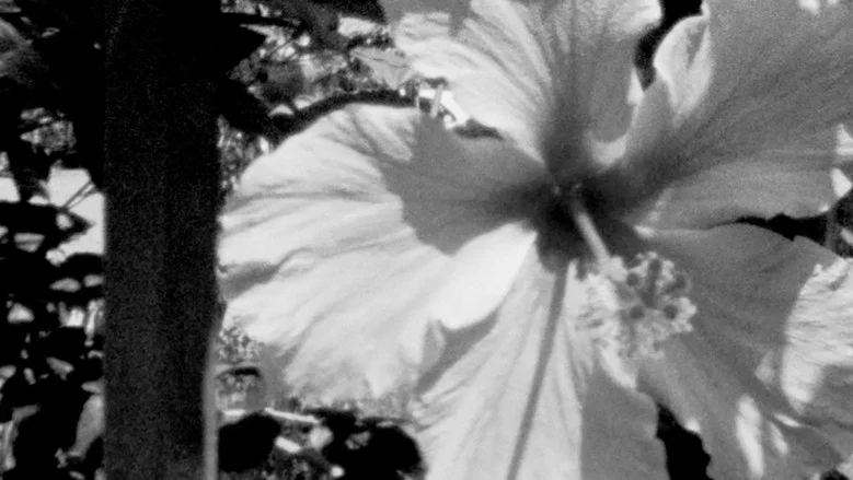 Postcard (Or, from afar, you are a mirage) screenshot 7