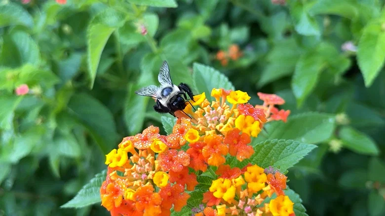 The Last Bumblebee screenshot 1