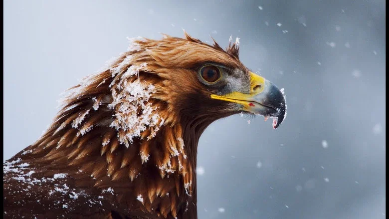 Superpowered Eagles screenshot 1