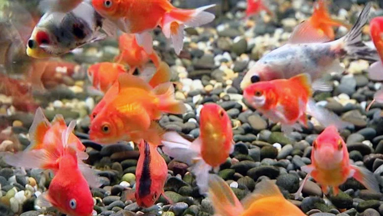 Blue Planet Easy Fishkeeping screenshot 1