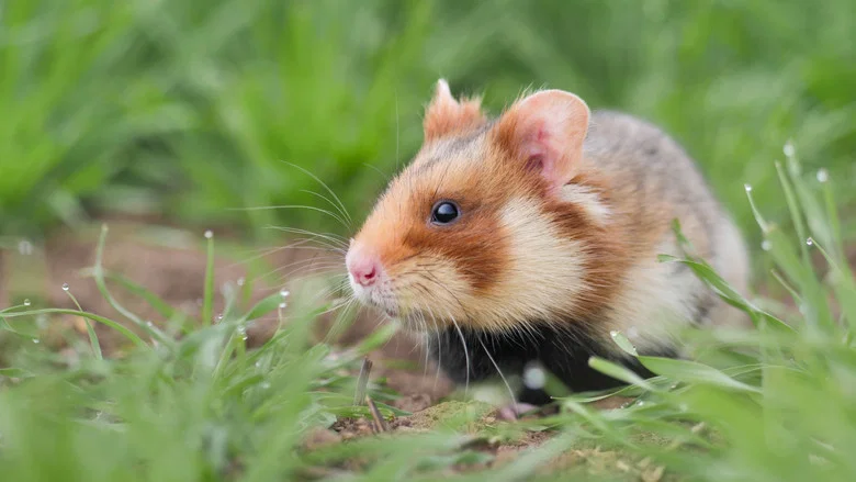 The Last Common Hamsters screenshot 1