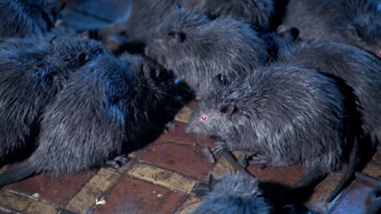 Rats: Night of Terror screenshot 5