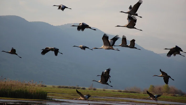 Winged Migration screenshot 2