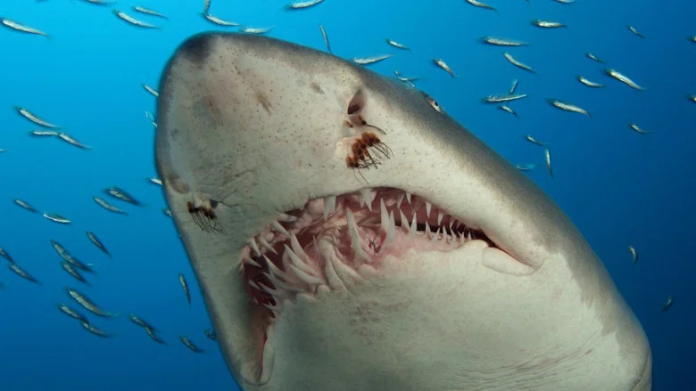 Deep Sea 3D screenshot 2