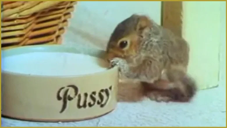 Squirrel on My Shoulder screenshot 1