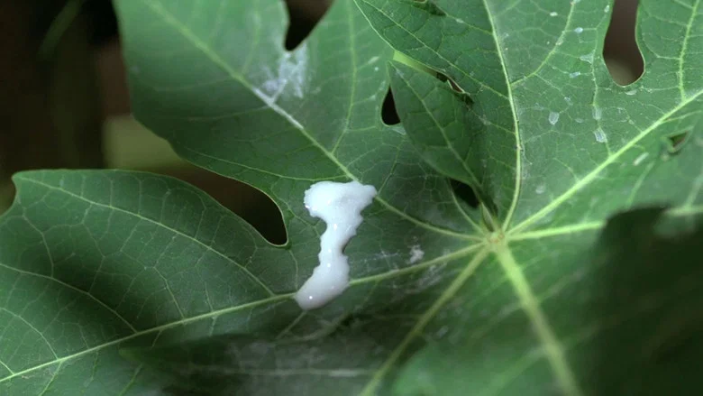 The Scent of Green Papaya screenshot 8
