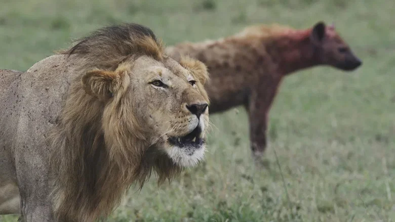 Lions and Hyenas: Owners of Death, Guardians of Life screenshot 1