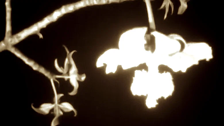Baobab: Portrait of a Tree screenshot 2