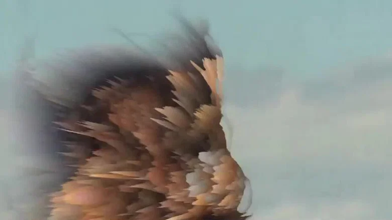 Soar screenshot 3
