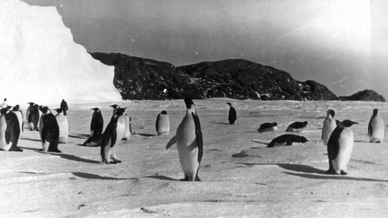 Tale of the Penguins screenshot 1