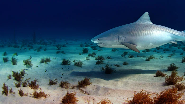 Sharks of the Bermuda Triangle screenshot 7